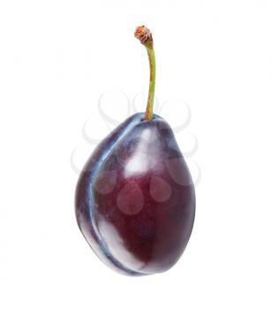 One ripe plum isolated on white background