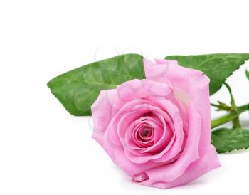 One pink rose on the white background