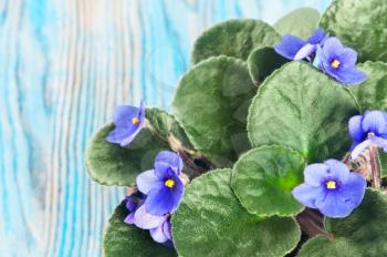 Blooming violet on a blue wooden background