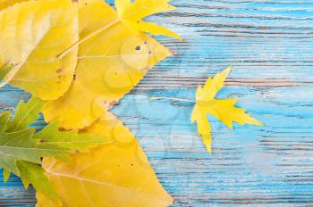 Blue wooden autumn background with yellow leaves. 