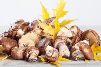 Edible forest mushrooms on a wooden background. Mushrooms and yellow maple leaves.