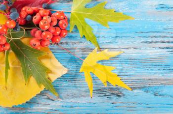 Blue autumn background with yellow and red leaves and rowan berries. 