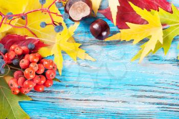 Autumn background with forest berries, yellow maple leaves and chestnuts on a blue wooden surface.