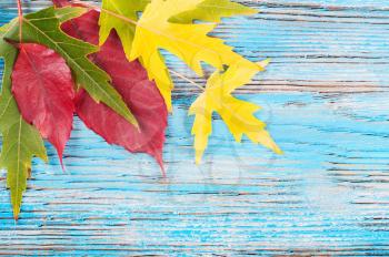 Autumn background with yellow and green maple leaves on a blue wooden surface.