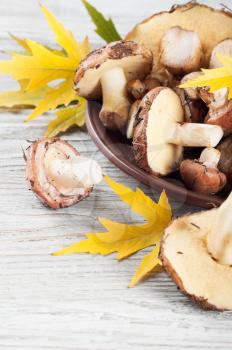 Edible wild mushrooms and yellow maple leaves on a wooden background.
