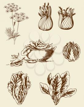 Set of vector vintage hand drawn vegetables