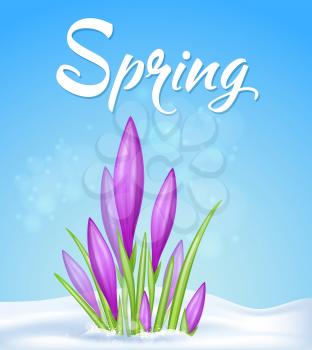 Blue spring background with violet crocus in snow. Vector illustration.