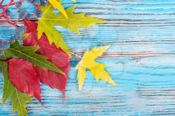 Blue autumn background with green and red leaves