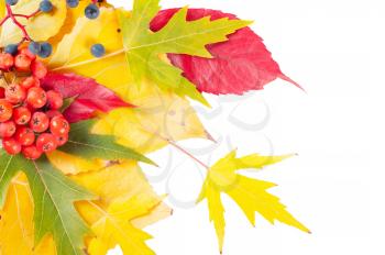 Autumn background with yellow and red leaves and rowan berry. Falling leaves on a white background.