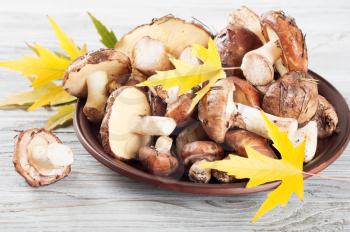 Edible wild mushrooms and maple leaves in a clay plate on a wooden background.