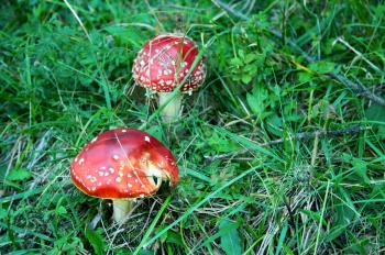 Amanita poisonous mushrooms in nature. Two red mushrooms in green grass.