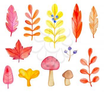 Set of vector watercolor leaves and mushrooms on a white background. Hand drawn botanical autumn design elements