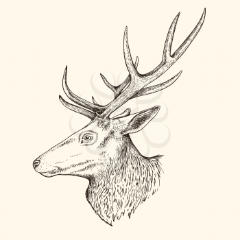 Hand drawn vector illustration of deer. Vintage sketch of animal in the wild nature