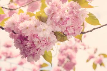 Spring cherry blossom. Seasonal floral background with pink flowers.