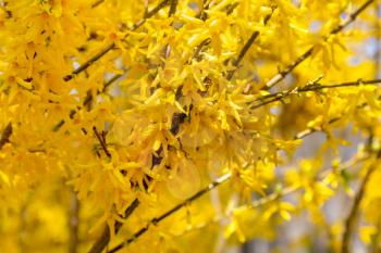 Spring yellow flowers. Seasonal floral background