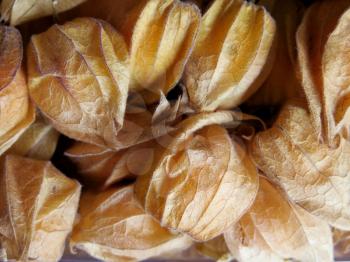 Aguaymanto, peruvian Juicy Cape Gooseberries