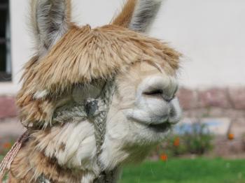 Close-up of llama, Sacred Valley, Machu Picchu, Cuzco, Peru