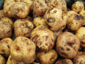 Peruvian Potatoes in the market