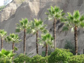 Coconut Palm Trees