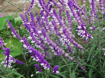 Lavender flower field, fresh purple aromatic wildflower, natural background