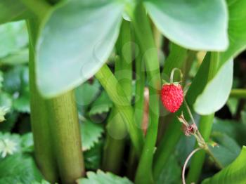 Closeup of Ripe Strawberry fruits on the branch