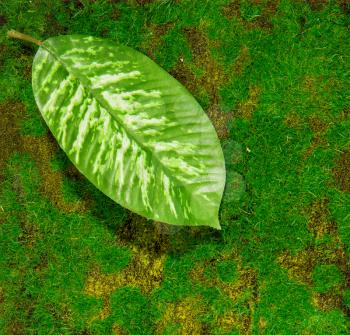 green artificial grass or moss and artificial leaf lying on it