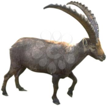 Royalty Free Photo of a Pyrenean Ibex