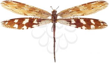 Royalty Free Photo of a Dragonfly 