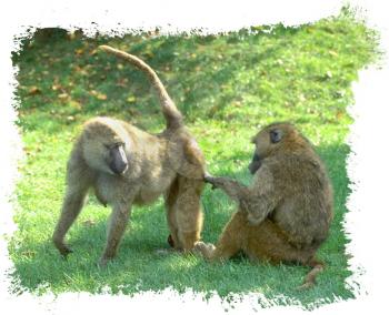 Royalty Free Photo of a Pair of Baboons