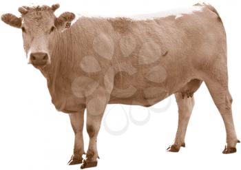 Royalty Free Photo of a Cow