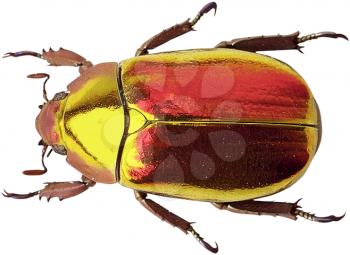 Royalty Free Photo of a Beetle