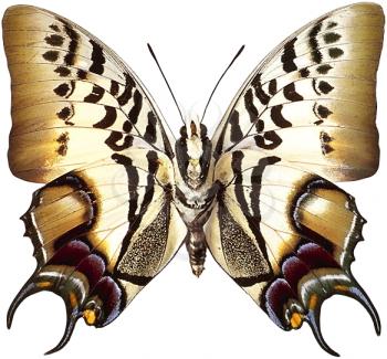 Royalty Free Photo of a Butterfly