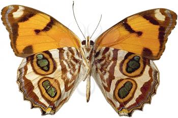 Royalty Free Photo of a Butterfly