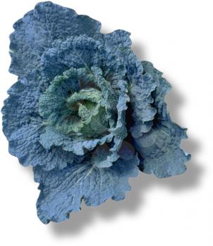 Royalty Free Photo of a Blue Cabbage