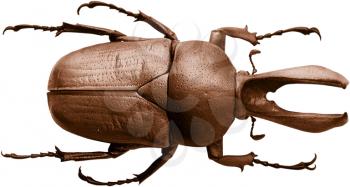 Royalty Free Photo of a Brown Beetle