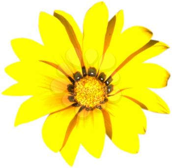Royalty Free Photo of a Yellow Chrysanthemum
