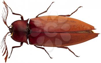 Royalty Free Photo of a Beetle