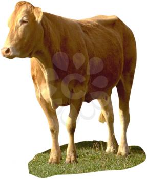 Royalty Free Photo of a Cow