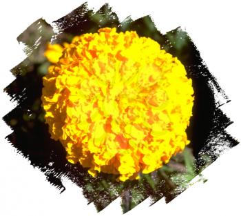 Flower Photo Object