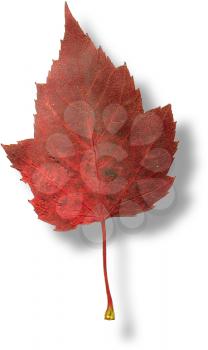 Leaf Photo Object