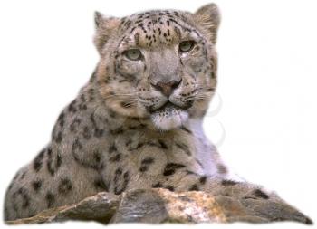 Leopard Photo Object