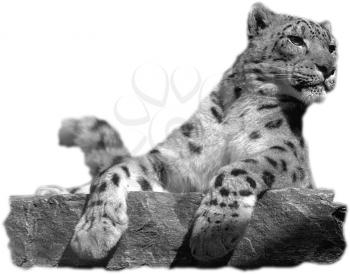 Leopard Photo Object