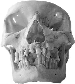 Skull Photo Object