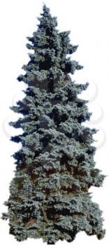 Spruce Photo Object