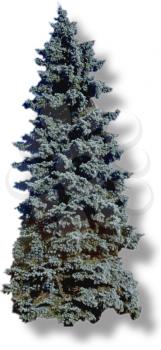 Spruce Photo Object