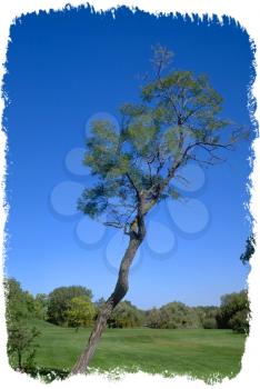 Tree Photo Object