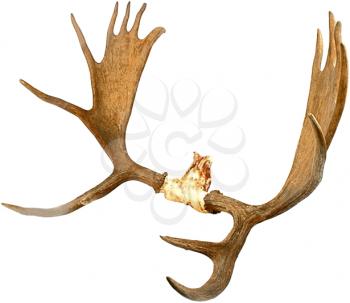 Antlers Photo Object
