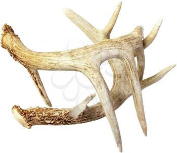 Antlers Photo Object