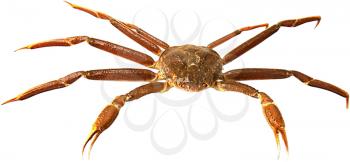 Crab Photo Object