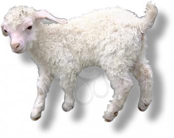 Lamb Photo Object